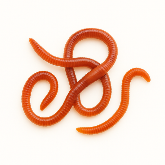 Composting Red Wriggler Worms - Blessings Grow Meadows -