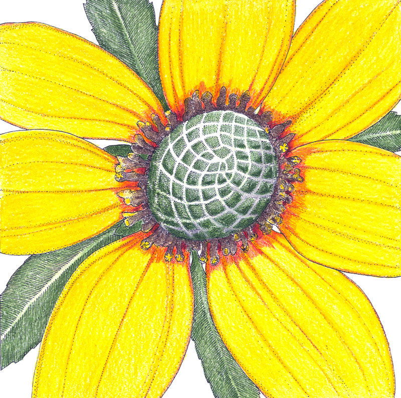 Coneflower, Clasping (pack) - Blessings Grow Meadows