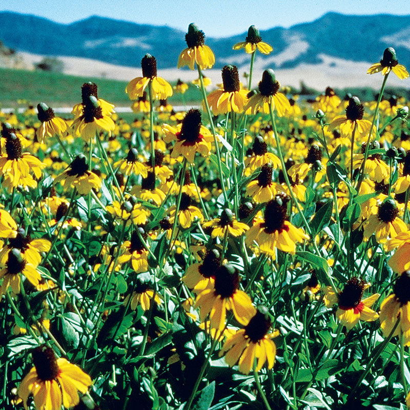 Coneflower, Clasping (pack) - Blessings Grow Meadows