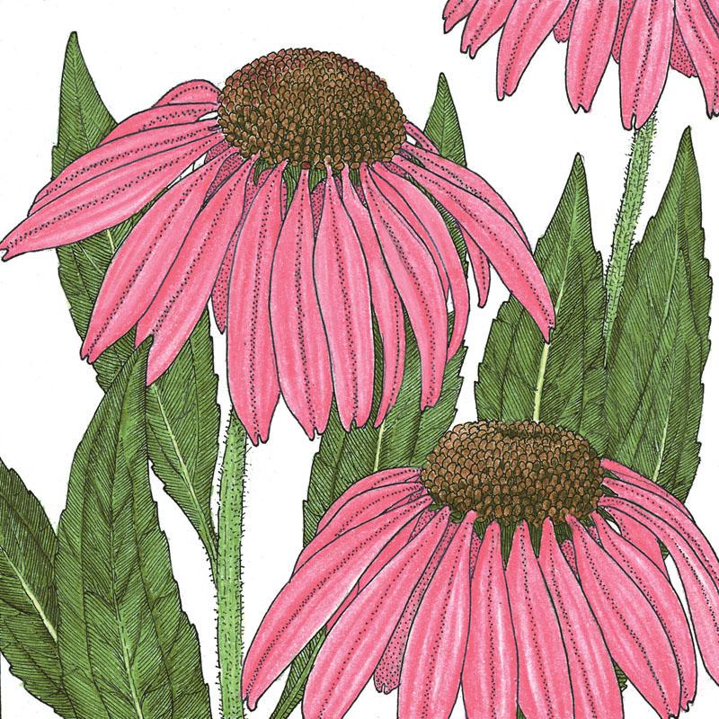 Coneflower, Purple (1/4 lb) - Blessings Grow Meadows