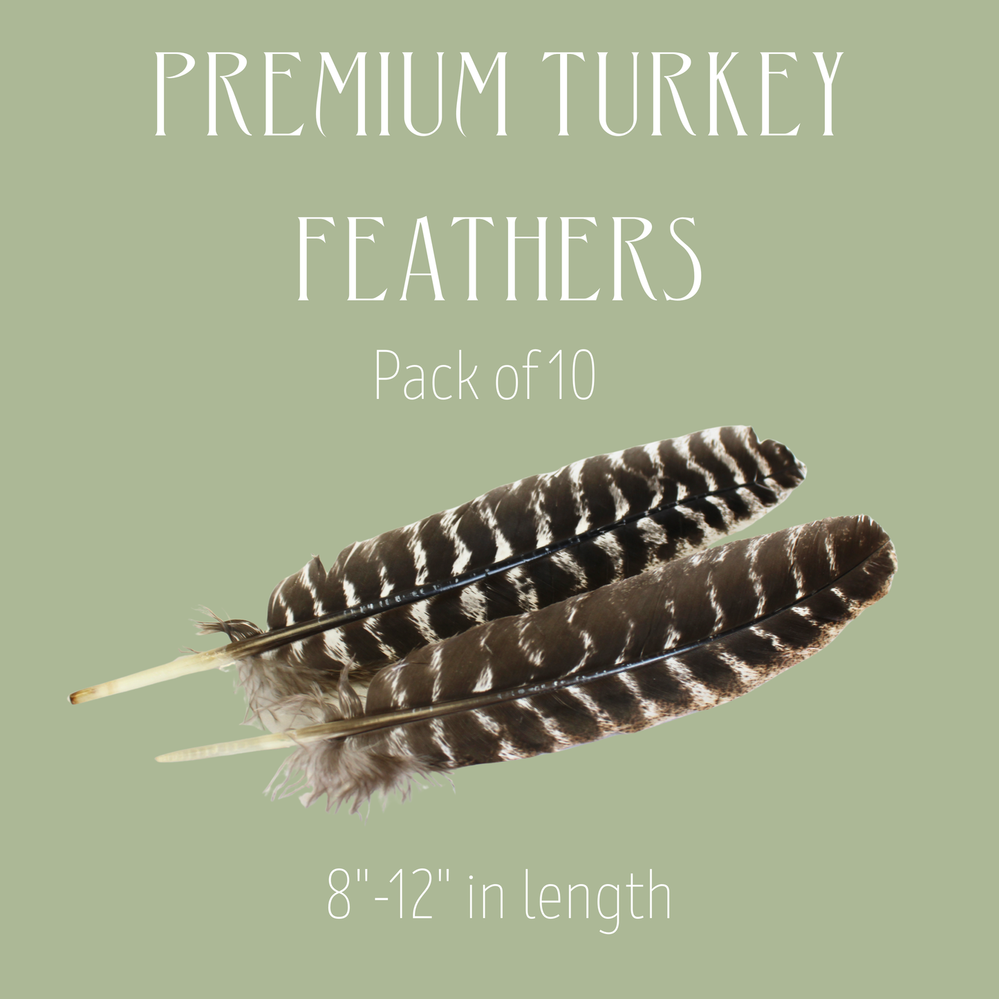 Natural Barred Turkey Rounds – 10 Pack (Premium Domestic Feathers)