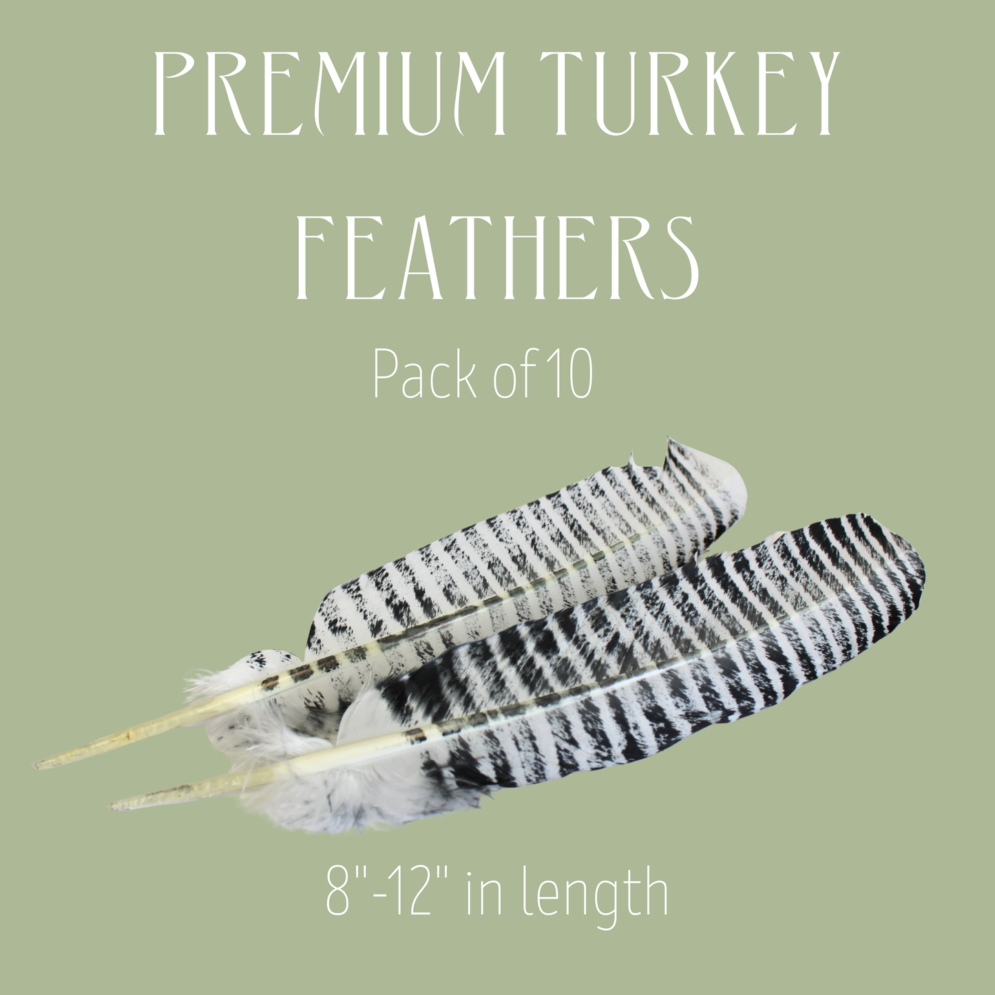 White Barred Turkey Rounds – 10 Pack (Premium Domestic Feathers)