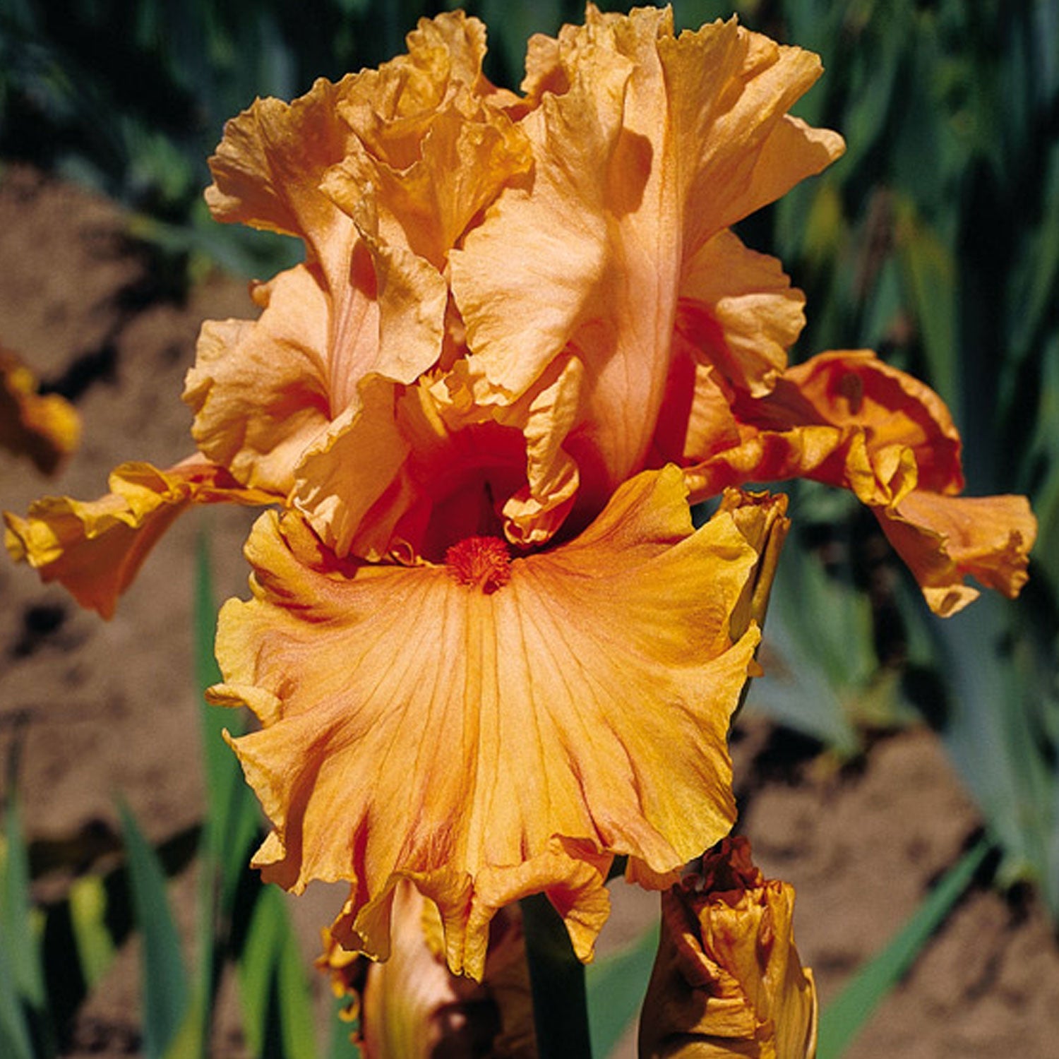 Cordoba Iris Quart Container - Blessings Grow Meadows