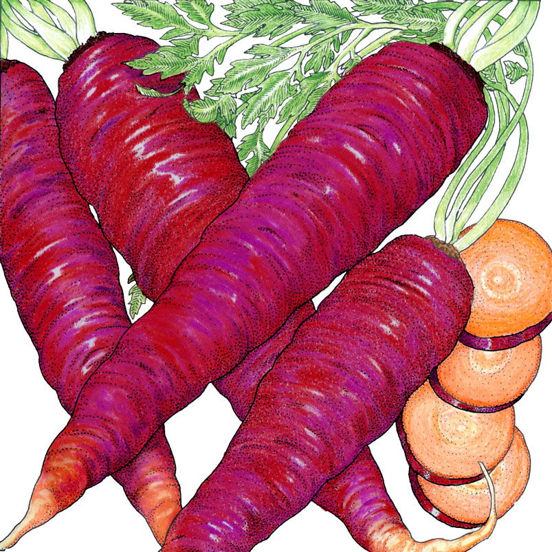 Cosmic Purple Carrot Seeds (Organic) - Blessings Grow Meadows