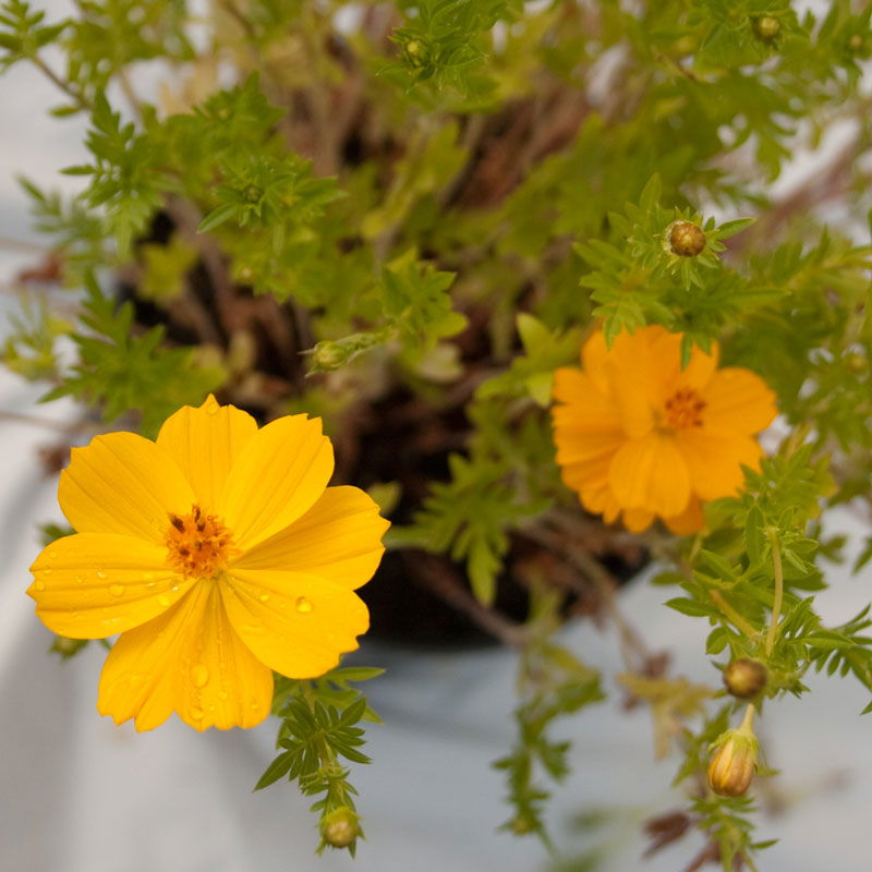 Cosmos, Yellow (pack) - Blessings Grow Meadows