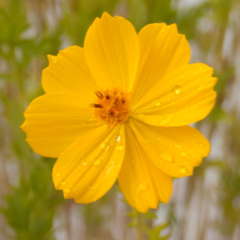 Cosmos, Yellow (pack) - Blessings Grow Meadows