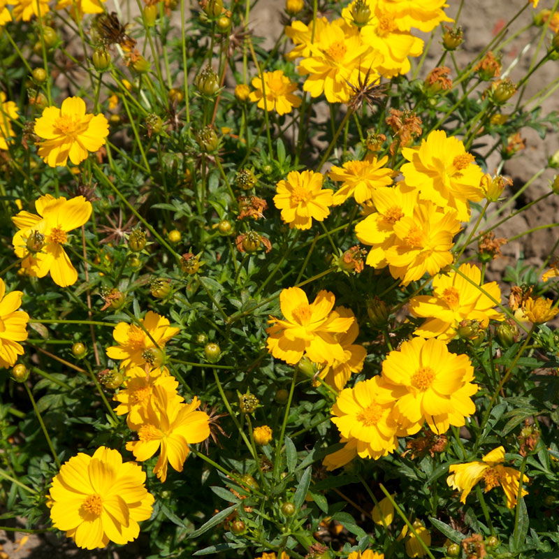 Cosmos, Yellow (pack) - Blessings Grow Meadows