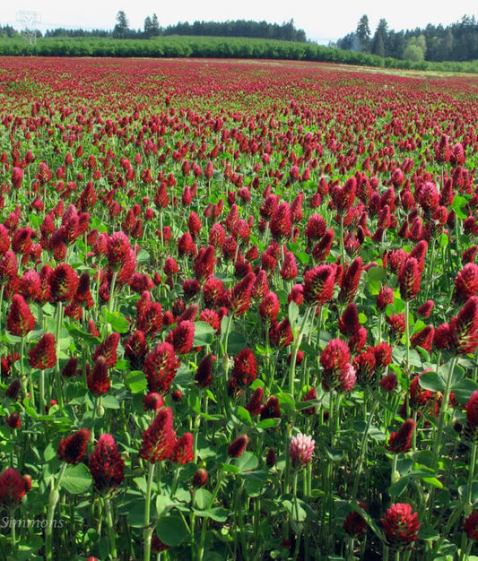 Crimson Clover - Blessings Grow Meadows