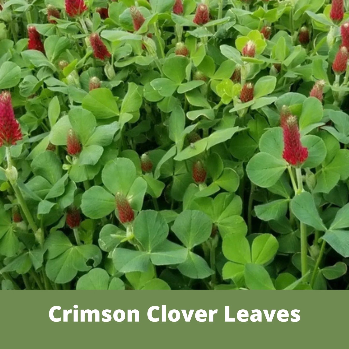 Crimson Clover Seed - Blessings Grow Meadows