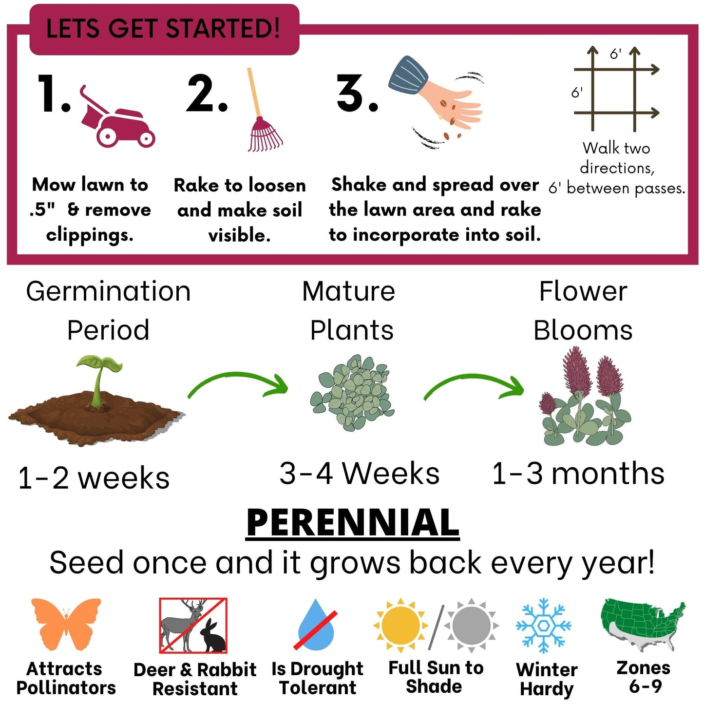 Crimson Clover Seed - Blessings Grow Meadows