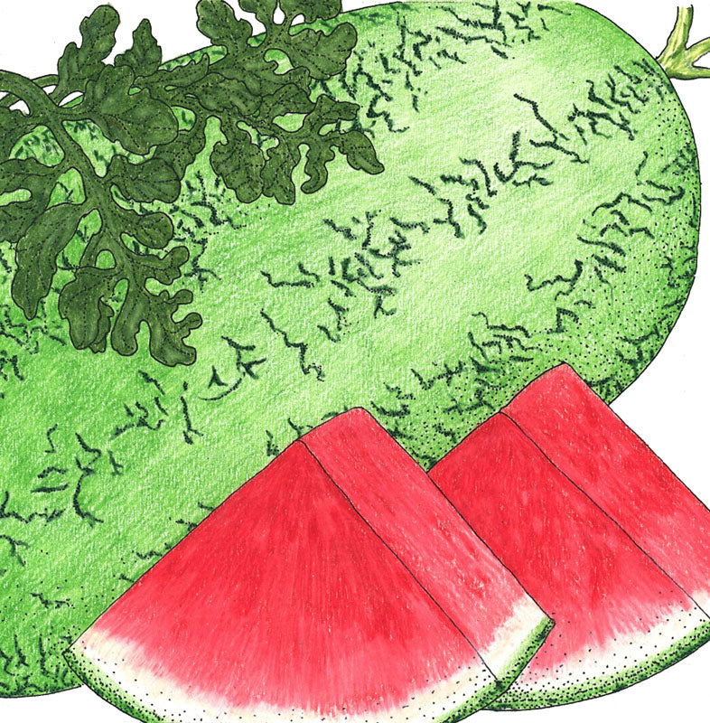 Crimson Sweet Watermelon Seeds (Organic) - Blessings Grow Meadows