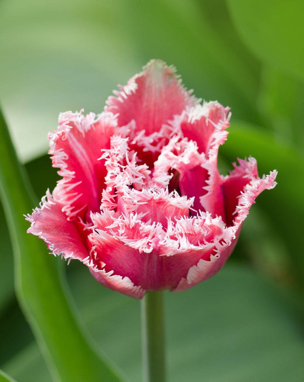 Crispion Love Fringed Tulip - 10 bulbs