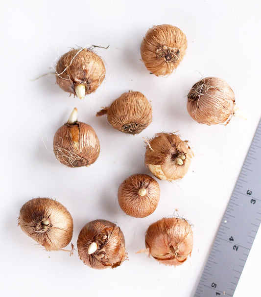 Tri-color species crocus bulbs from BloomingBulb, showing vibrant purple, yellow, and white crocus bulbs ready for planting.
