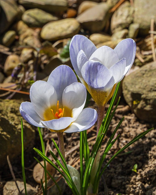 Blue Pearl Crocus bulbs by BloomingBulb, showing vibrant blue petals and green stems, ready for planting in spring.
