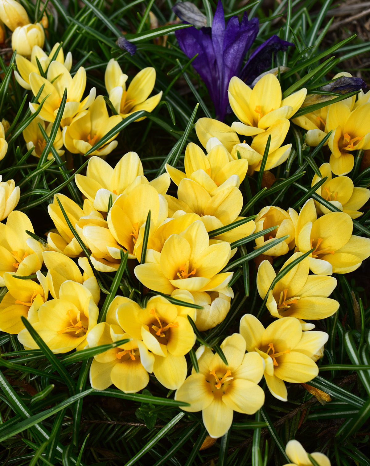 Cream Beauty Species Crocus - 10 bulbs