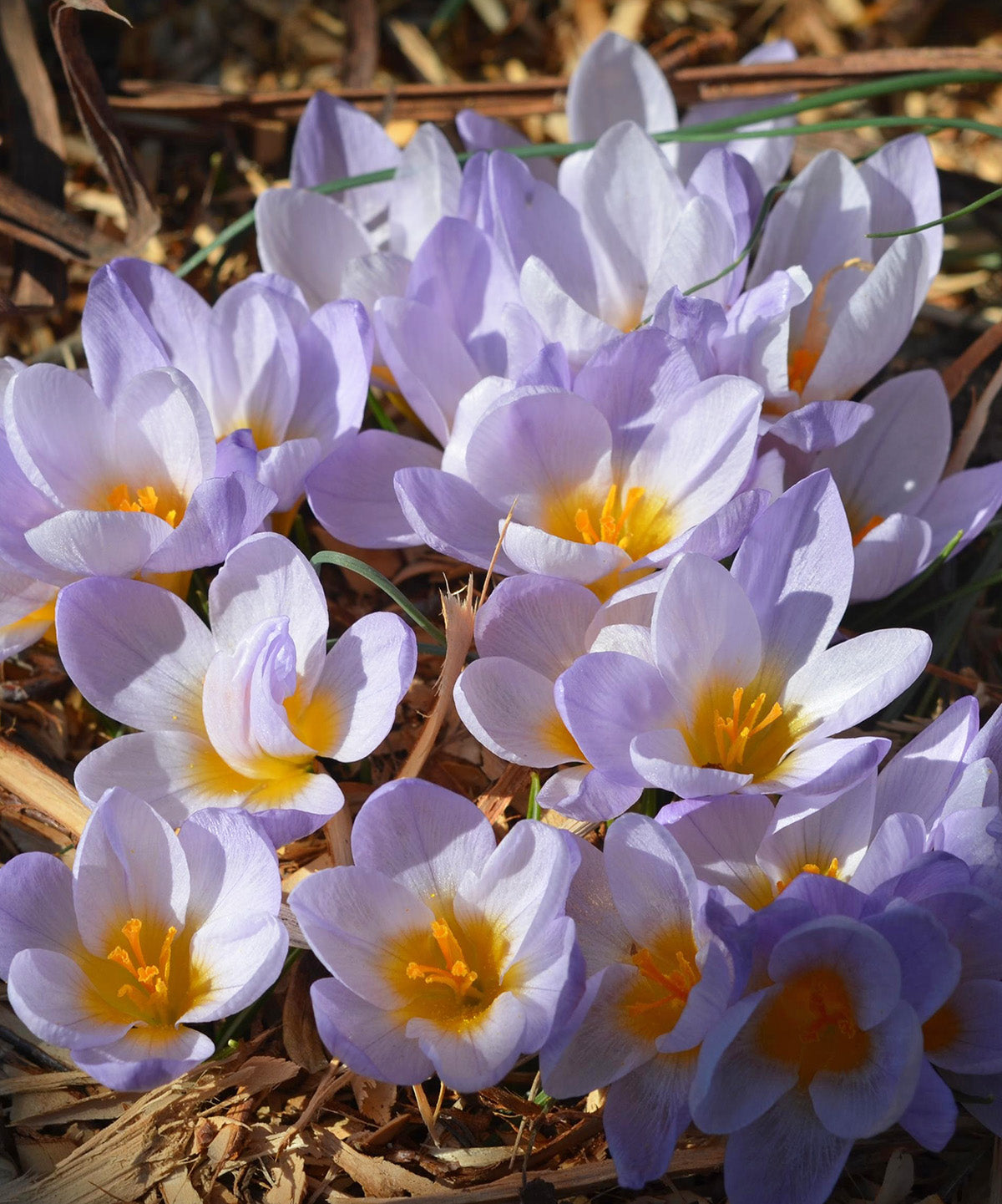 Firefly Species Crocus - 10 bulbs