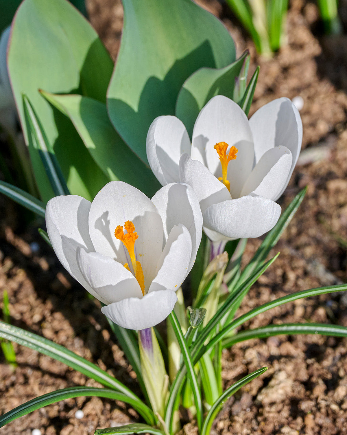 Jeanne d' Arc Large Flowering Crocus - 10 bulbs