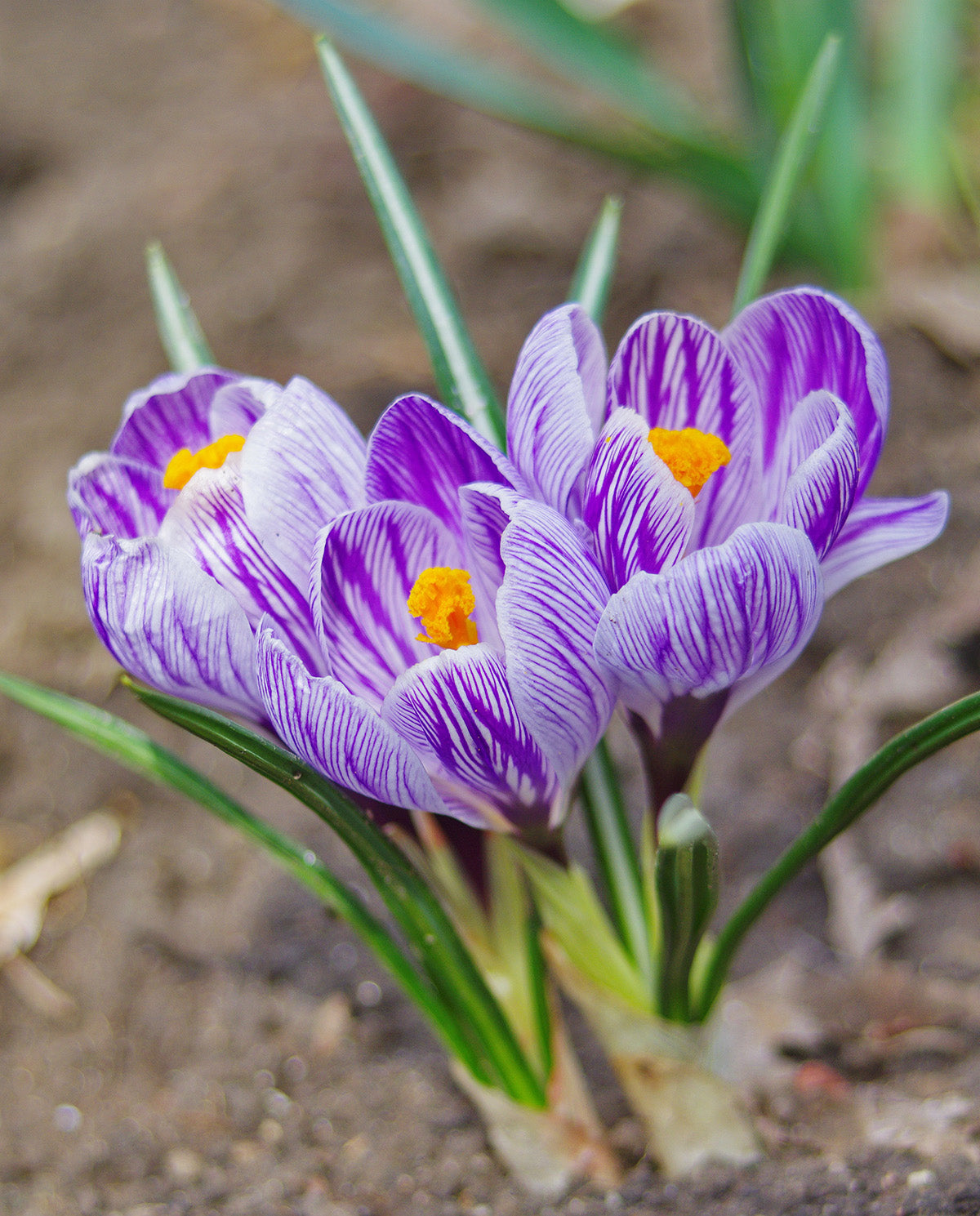King of the Striped Large Flowering Crocus - 10