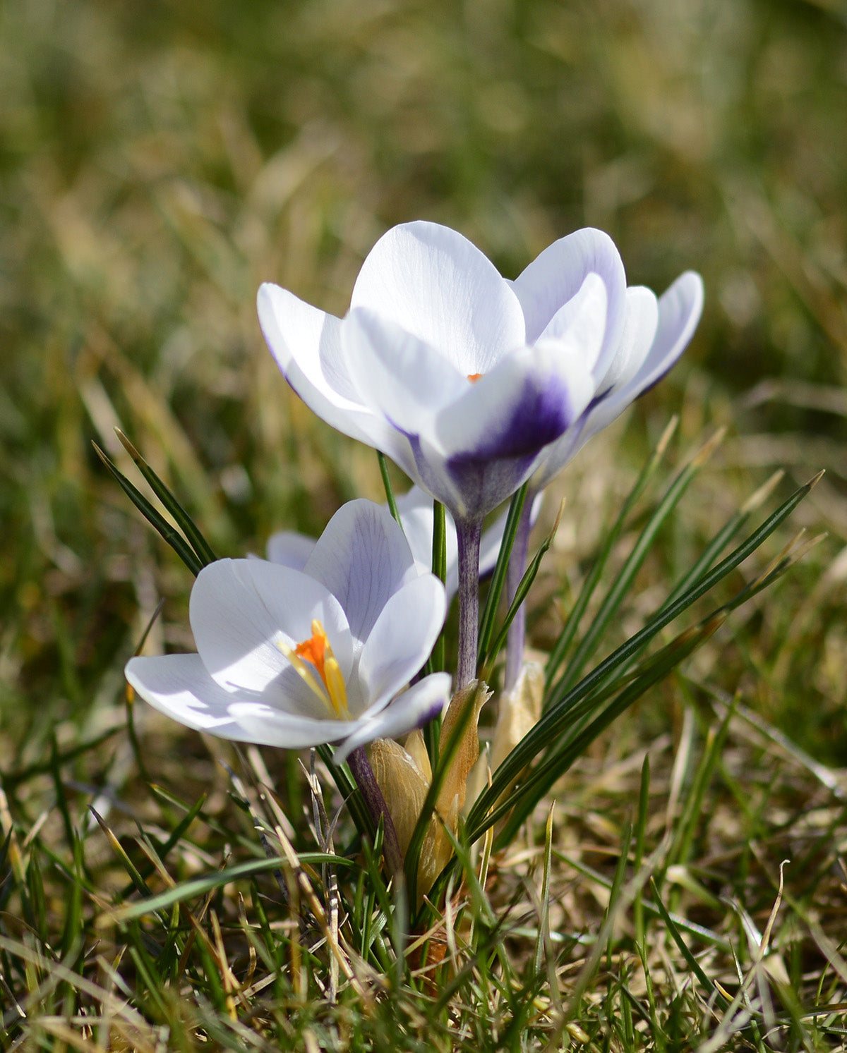 Prins Claus Species Crocus - 10 bulbs