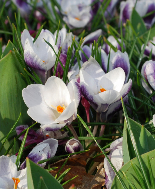 Bright purple Prins Claus Crocus bulbs from BloomingBulb, ready to bloom in early spring, showcasing vibrant color and delicate petals.