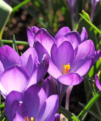 Ruby Giant Crocus bulbs from BloomingBulb, showing vibrant purple flowers blooming in spring.