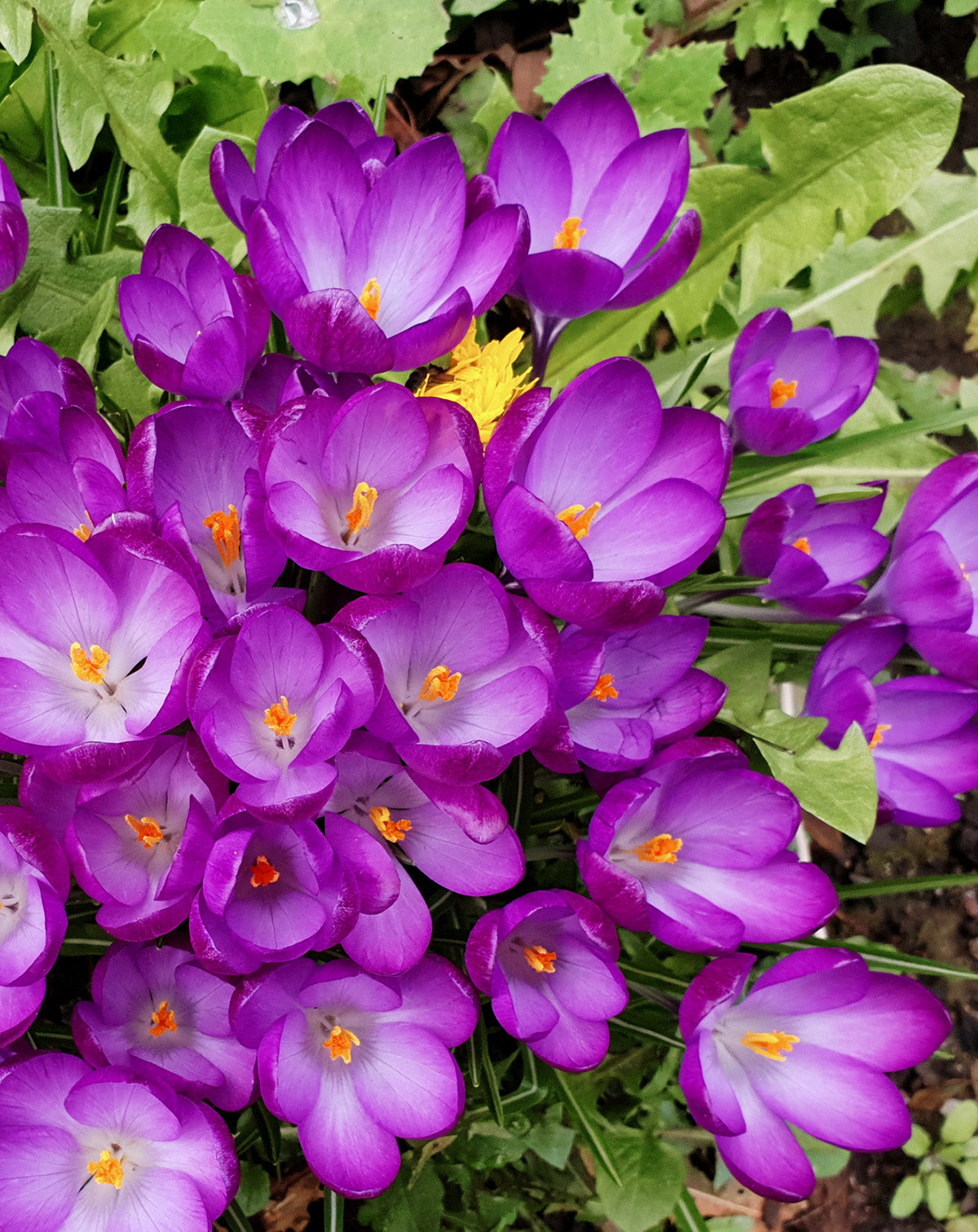 Ruby Giant Species Crocus - 10 bulbs
