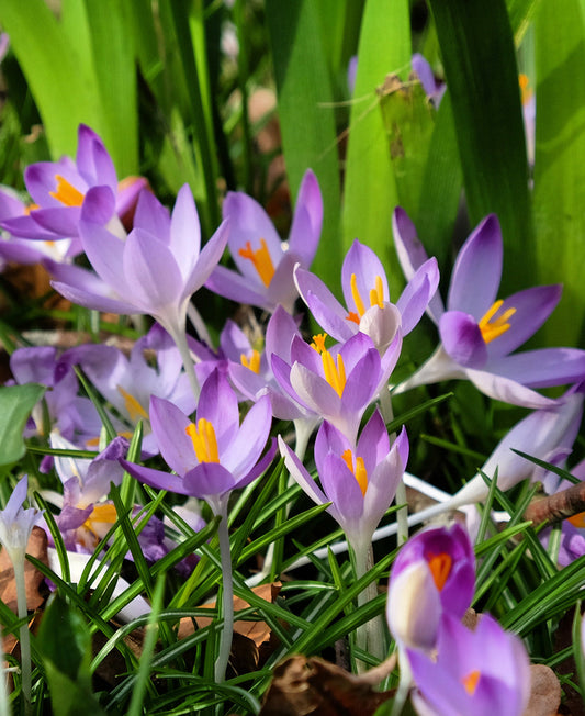 Whitewell Purple Crocus bulbs from BloomingBulb, showing vibrant purple flowers and green foliage in a garden setting.