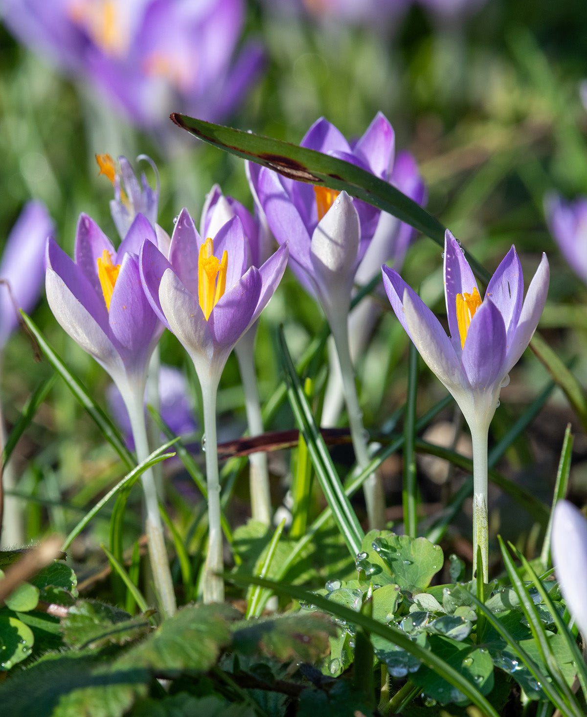 Whitewell Purple Species Crocus - 10 bulbs