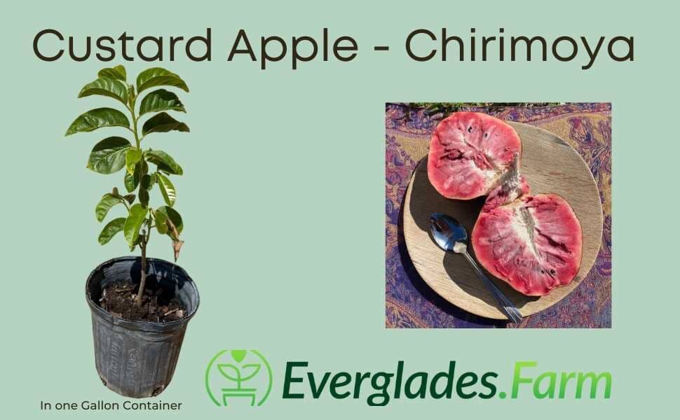 Red Custard Apple, Chirimoya Tree - Blessings Grow Meadows