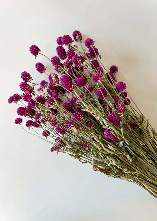 Dried Gomphrena Purple
