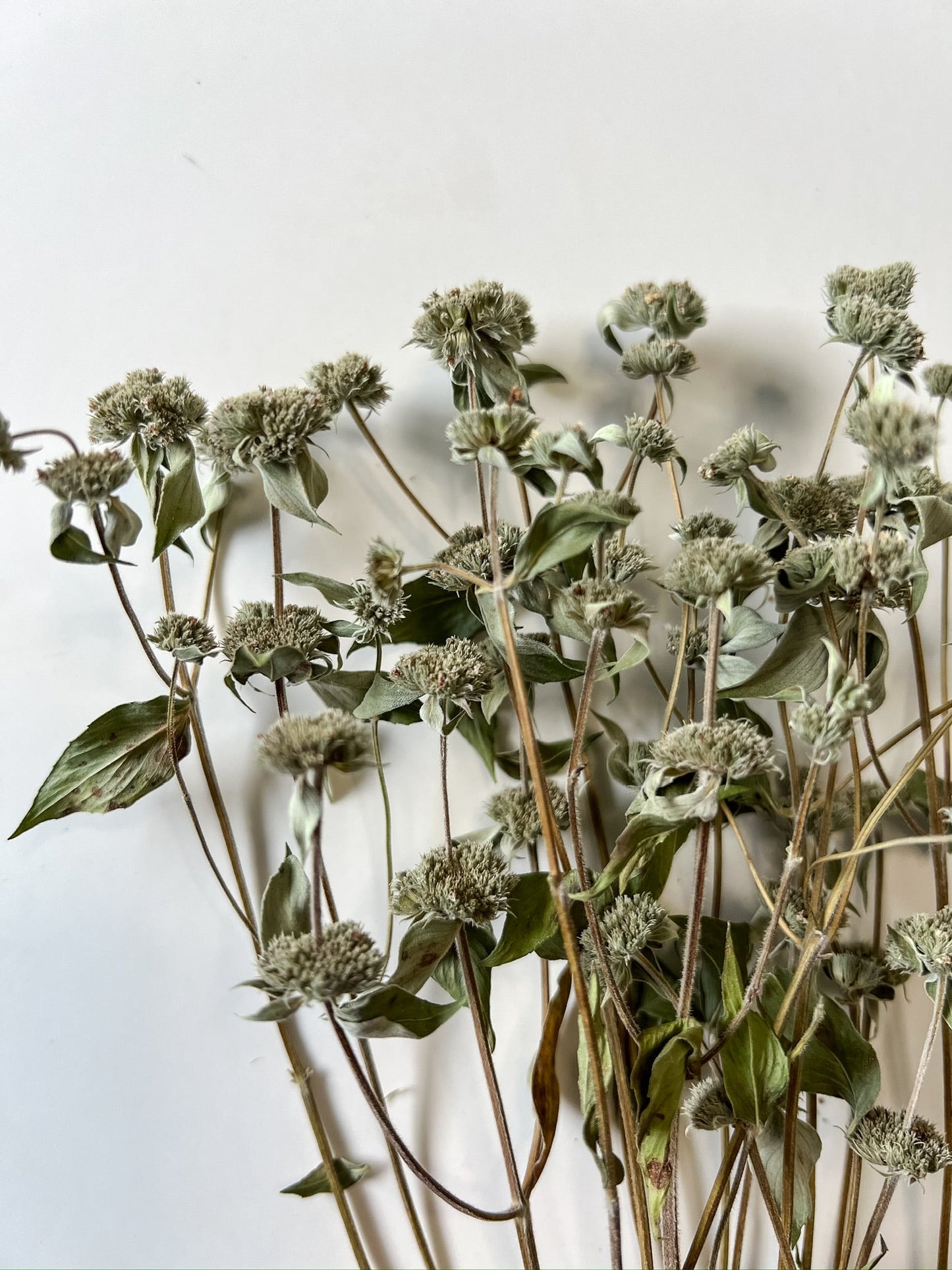 Dried Mountain Mint