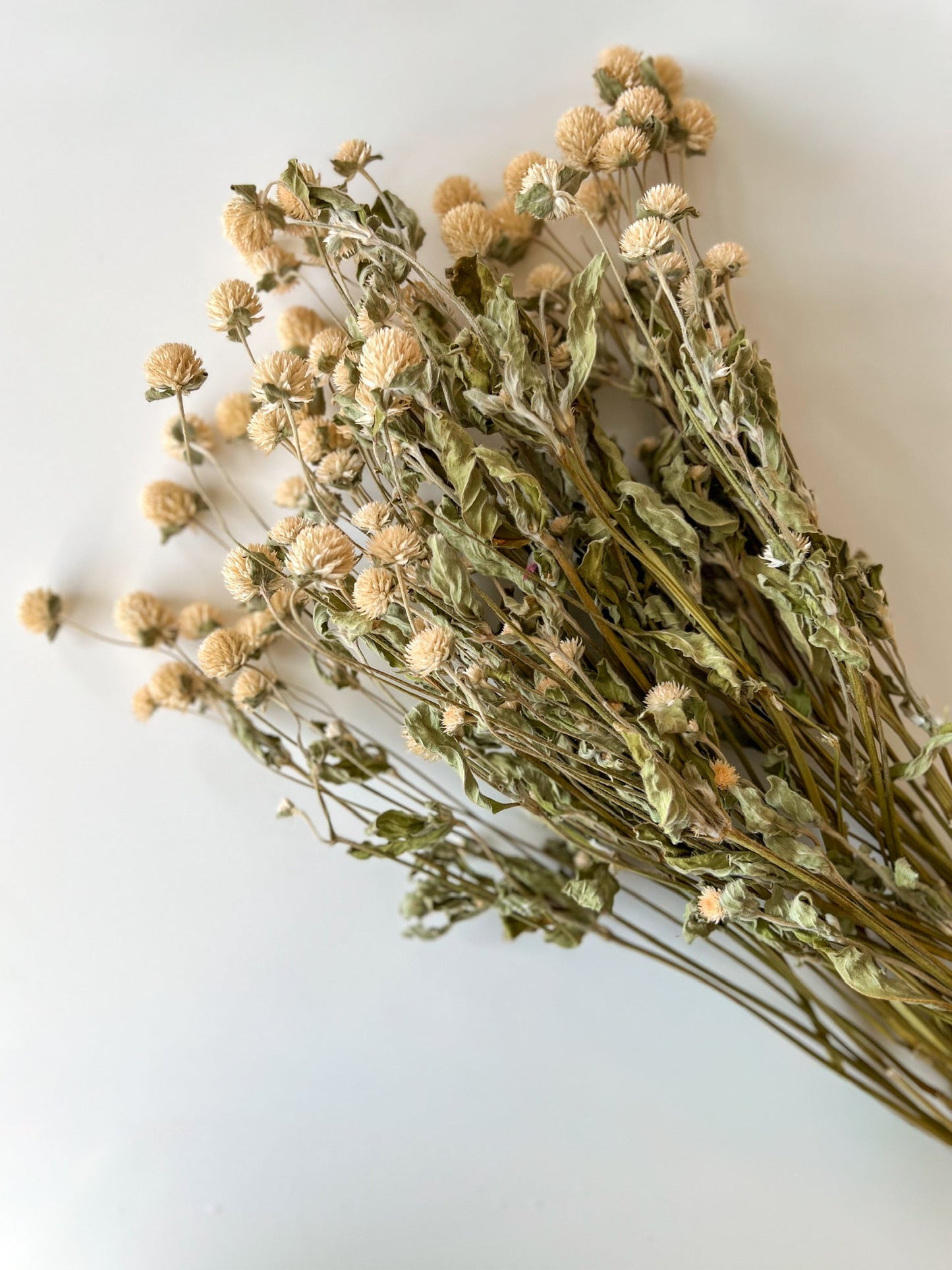 Dried Gomphrena Ivory