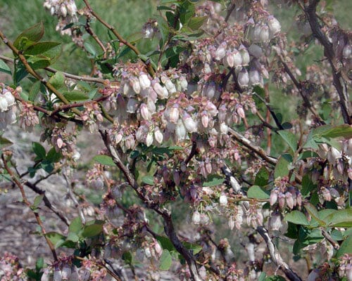 Legacy Blueberry | Northern Blueberry |