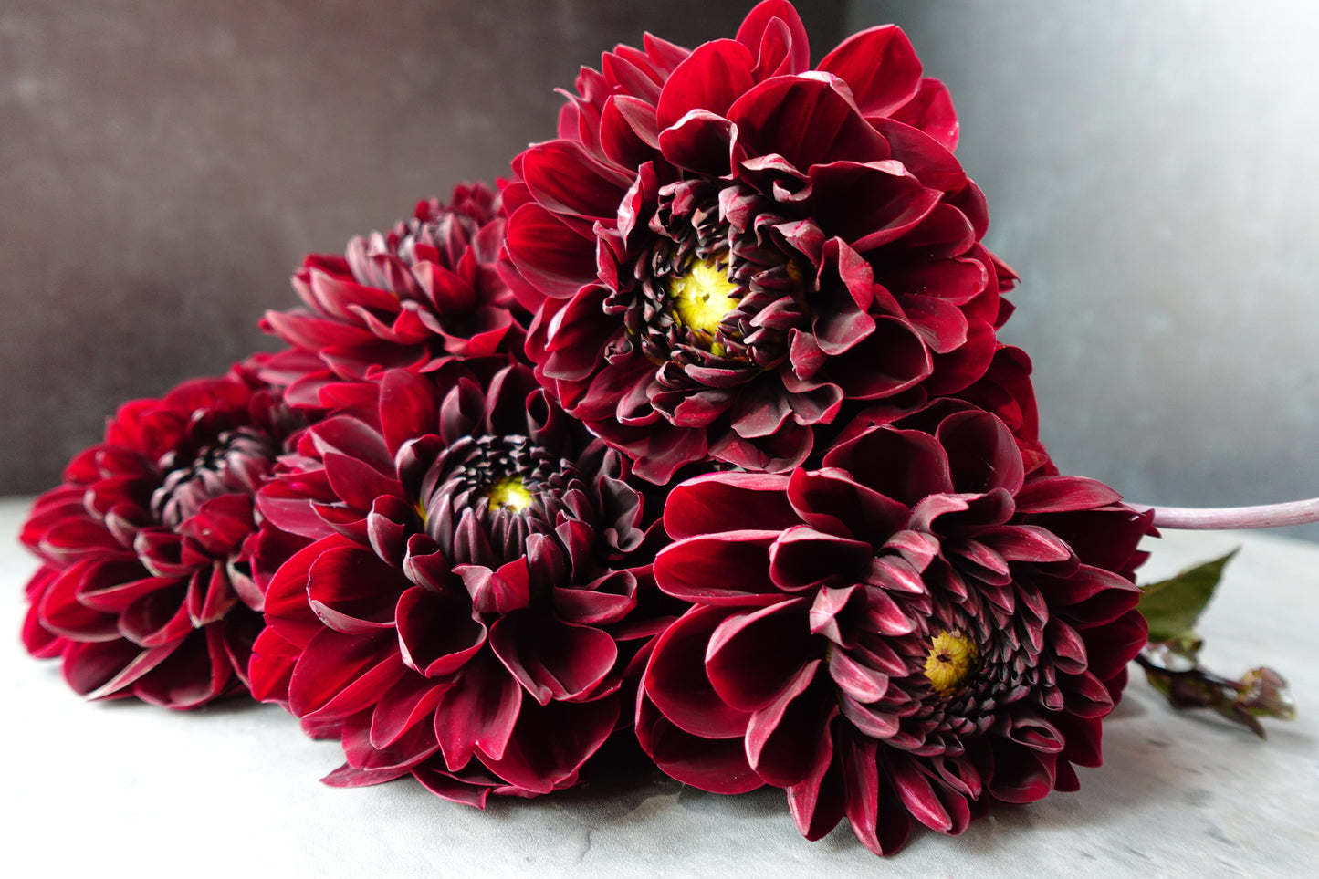 Dahlia Manoa-3 Rooted Cuttings