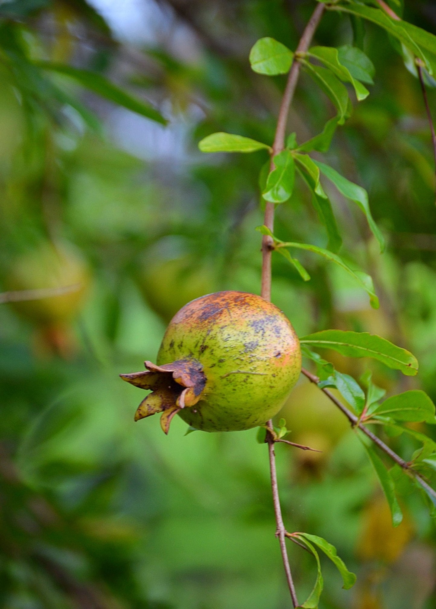 Pomegranate 'Vietnamese Pink' tropical fruit tree by Sow Exotic with lush green leaves and developing pink-pommegranate fruit.