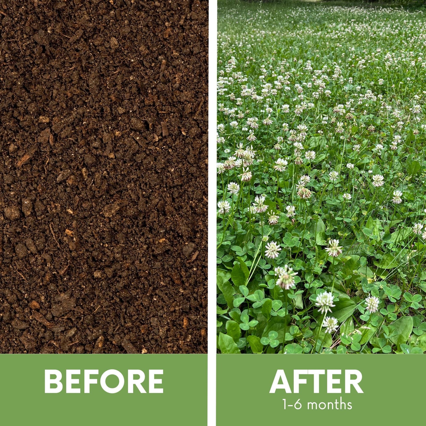 Dutch White Clover + Mow Less Grass Seed - Blessings Grow Meadows