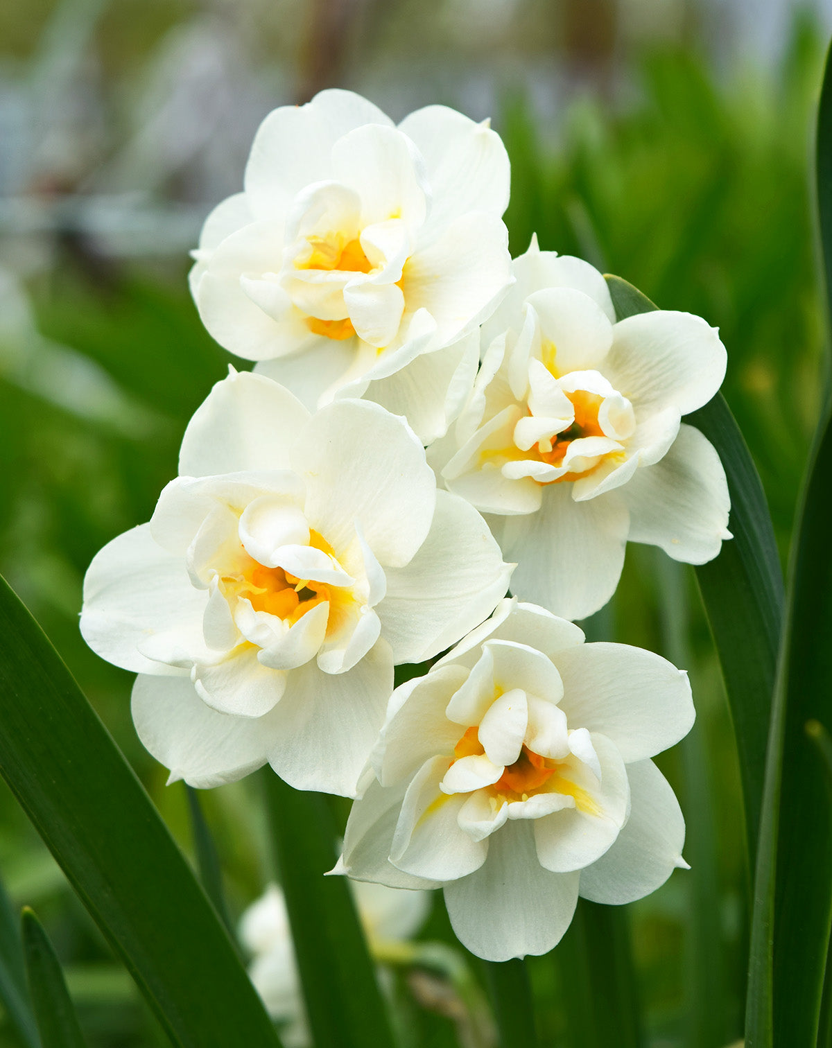 Bridal Crown Double Daffodil - 10 bulbs