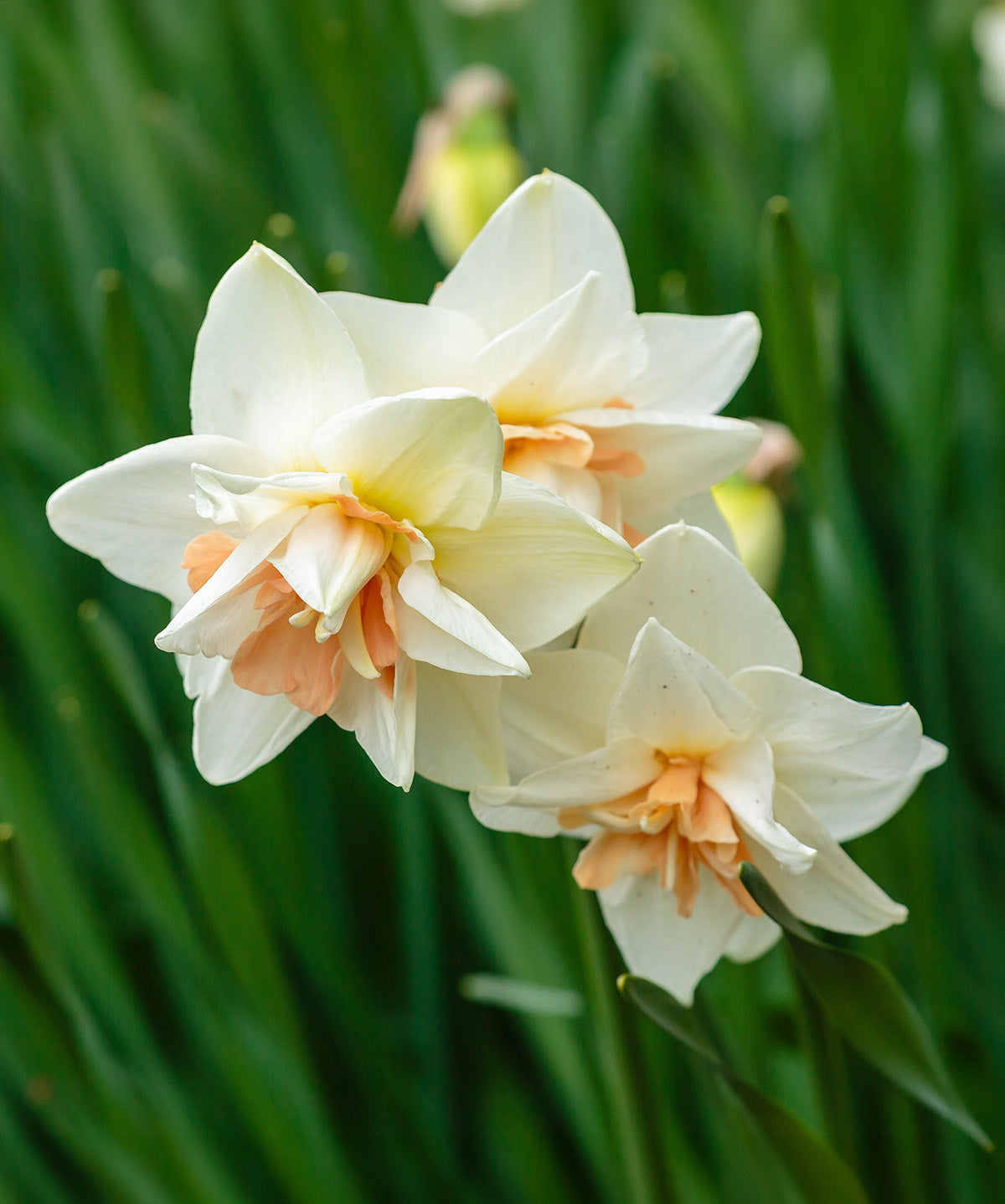 Delnashaugh Double Daffodil - 10 bulbs