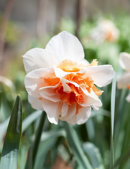 Cluster of Delnashaugh Double Daffodil bulbs from BloomingBulb, ready to plant for vibrant spring blooms.
