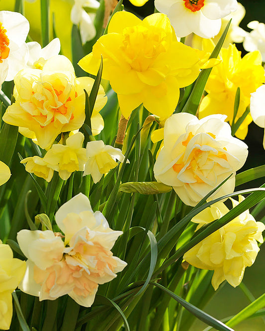 Mixed double daffodils blooming bulbs from BloomingBulb, showcasing vibrant yellow and white flower clusters ready for planting.