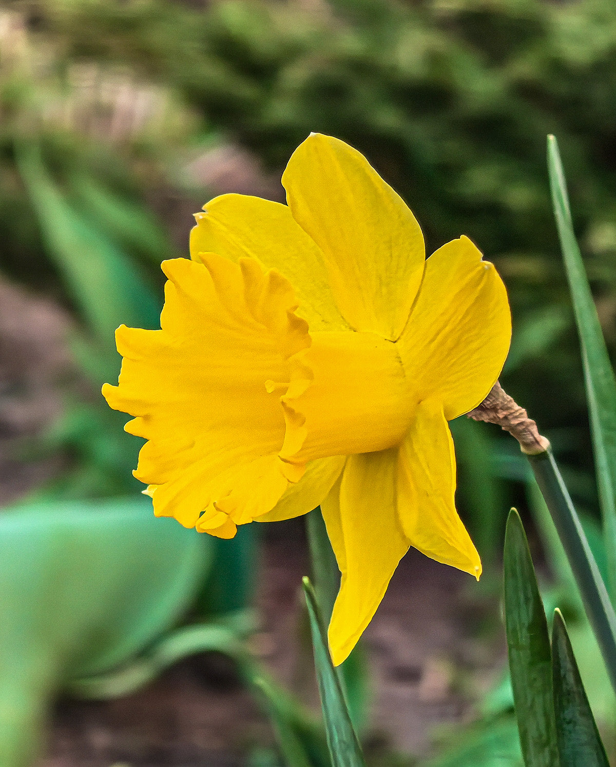 Dutch Master Trumpet Daffodil - 10 bulbs