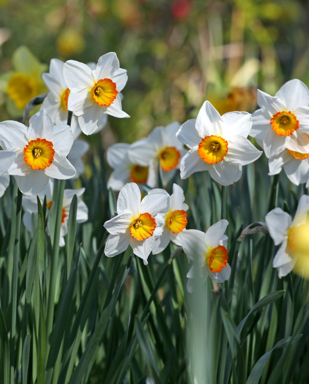 Flower Record Large Cupped Daffodil - 10 bulbs
