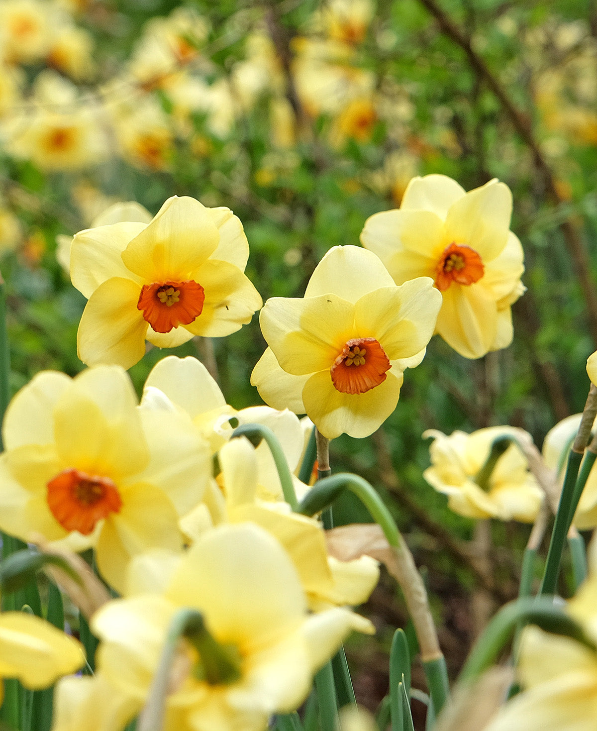 Pipe Major Daffodil - 10 bulbs