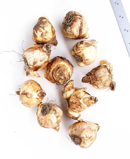 Yellow Cha Cha Cyclamineus daffodil bulbs from BloomingBulb, showing a cluster of vibrant, trumpet-shaped flowers and green foliage.