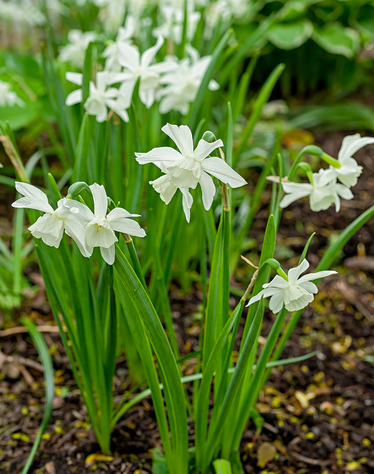 White Thalia Daffodil - 10 bulbs