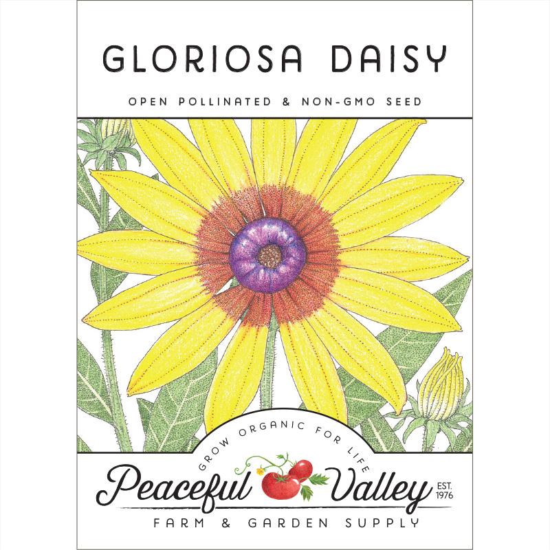 Daisy, Gloriosa (pack) - Blessings Grow Meadows