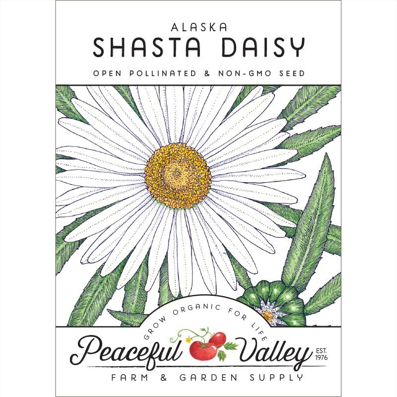 Daisy, Shasta (pack) - Blessings Grow Meadows