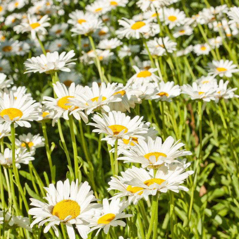 Daisy, Shasta (pack) - Blessings Grow Meadows