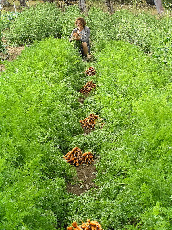 Danvers Carrot Seeds (Organic) - Blessings Grow Meadows