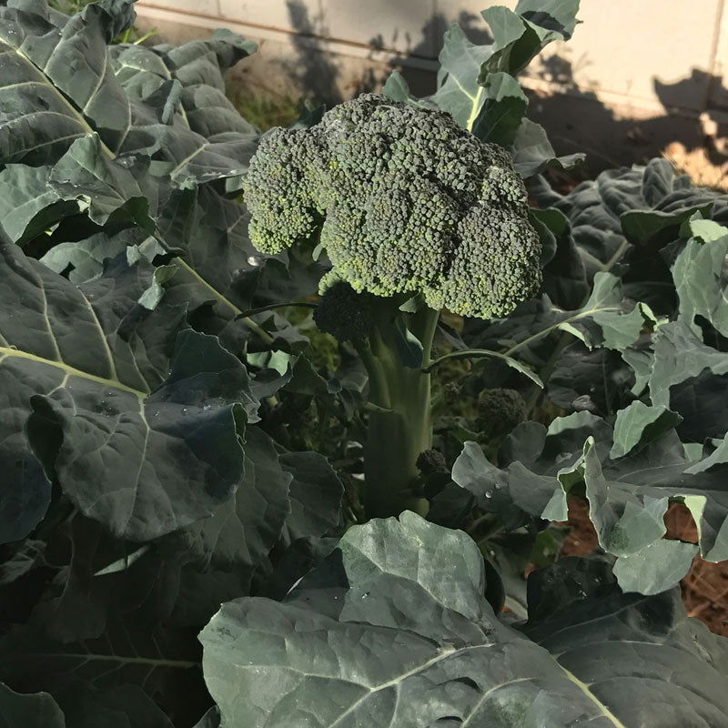 Di Cicco Broccoli Seeds (Organic) - Blessings Grow Meadows